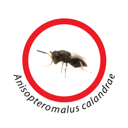 HPR2572 LARIOPHAGUS DISTINGUENDUS, ANISOPTEROMALUS CALANDRAE - Osd gruppo Ecotech srl - Allontanamento piccioni,disinfestazione,HACCP, roditori